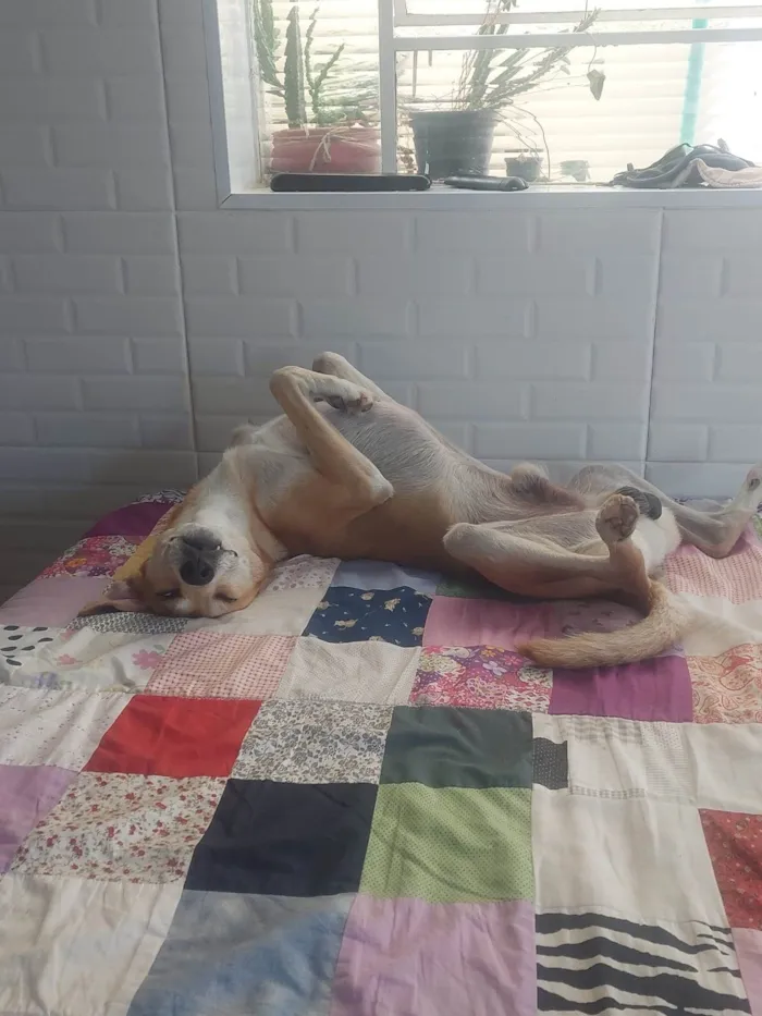 Cachorro raça SRD-ViraLata idade 2 anos nome Paçoca