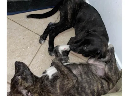 Cachorro raça SRD-ViraLata idade 2 a 6 meses nome Jaicell e Gretell
