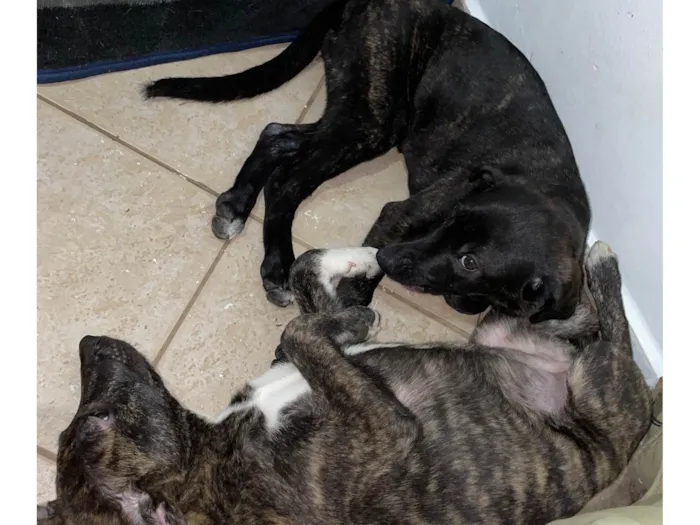 Cachorro raça SRD-ViraLata idade 2 a 6 meses nome Jaicell e Gretell