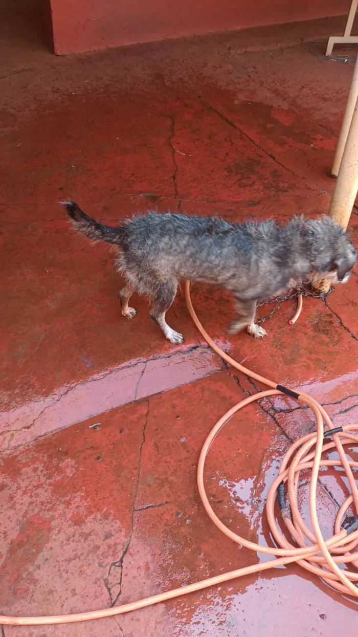 Cachorro raça SRD-ViraLata idade 2 anos nome Fryda