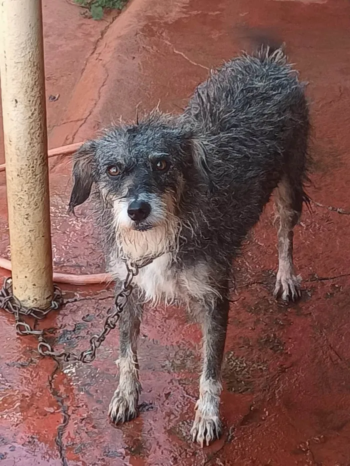 Cachorro raça SRD-ViraLata idade 2 anos nome Fryda