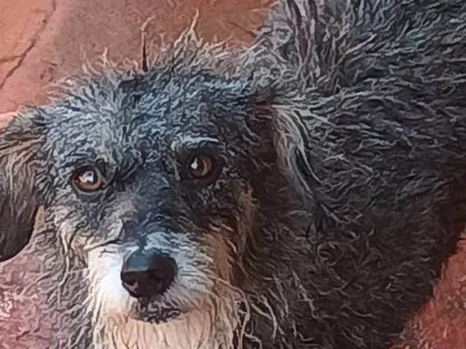 Cachorro raça SRD-ViraLata idade 2 anos nome Fryda