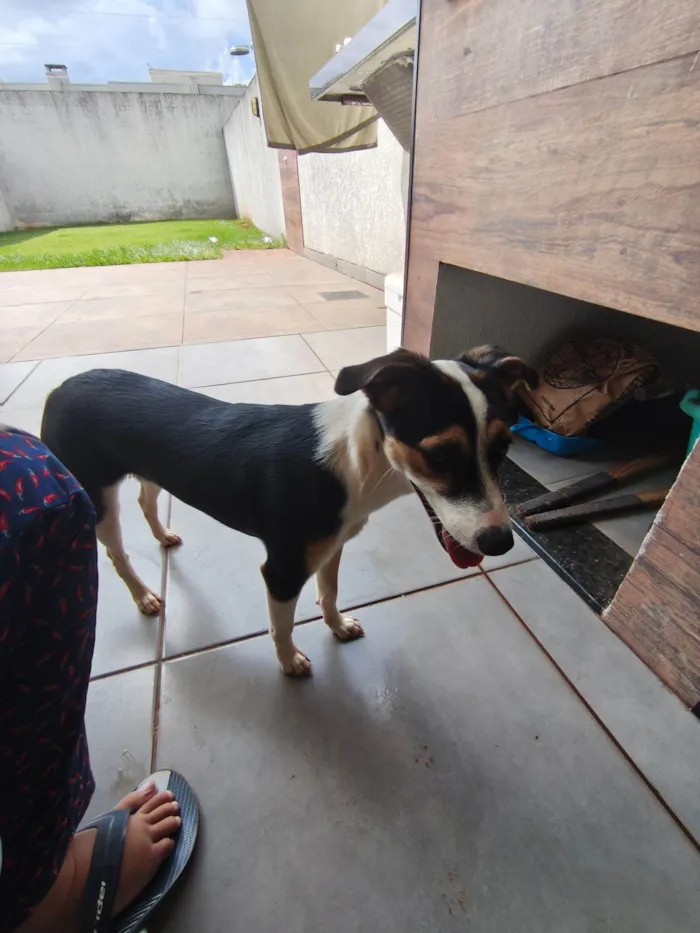 Cachorro raça SRD-ViraLata idade 2 a 6 meses nome Lina