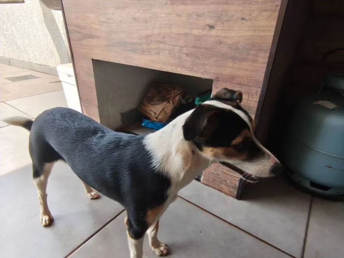 Cachorro raça SRD-ViraLata idade 2 a 6 meses nome Lina