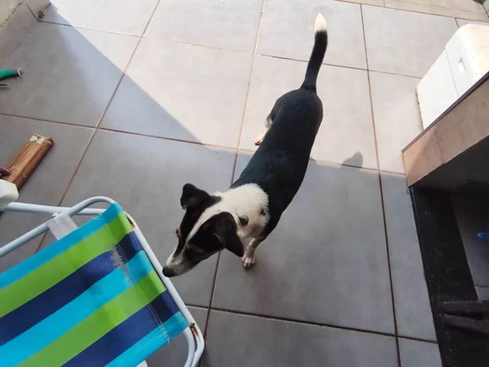 Cachorro raça SRD-ViraLata idade 2 a 6 meses nome Lina