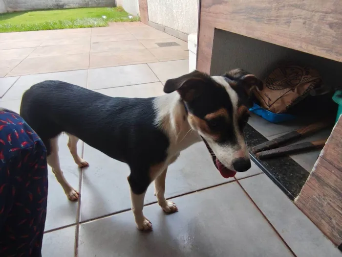Cachorro raça SRD-ViraLata idade 2 a 6 meses nome Lina