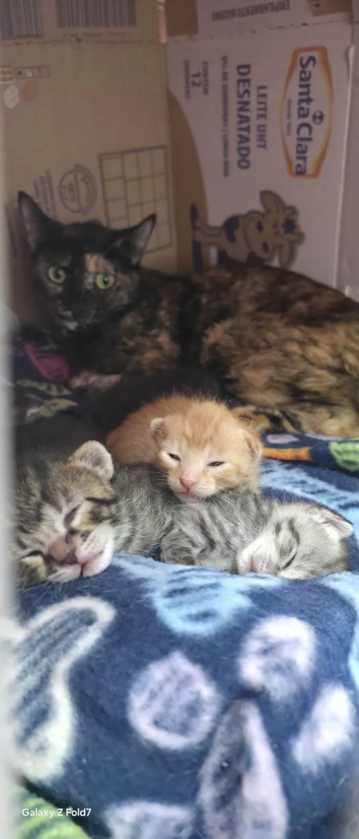 Gato raça SRD-ViraLata idade Abaixo de 2 meses nome Ninhada de Gatinhos