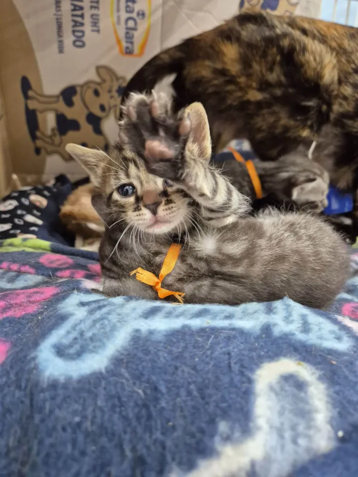 Gato raça SRD-ViraLata idade Abaixo de 2 meses nome Ninhada de Gatinhos