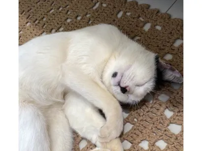 Gato raça SRD-ViraLata idade 3 anos nome Sem nome 