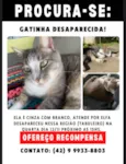 Gato raça SRD-ViraLata idade 3 anos nome Elfa
