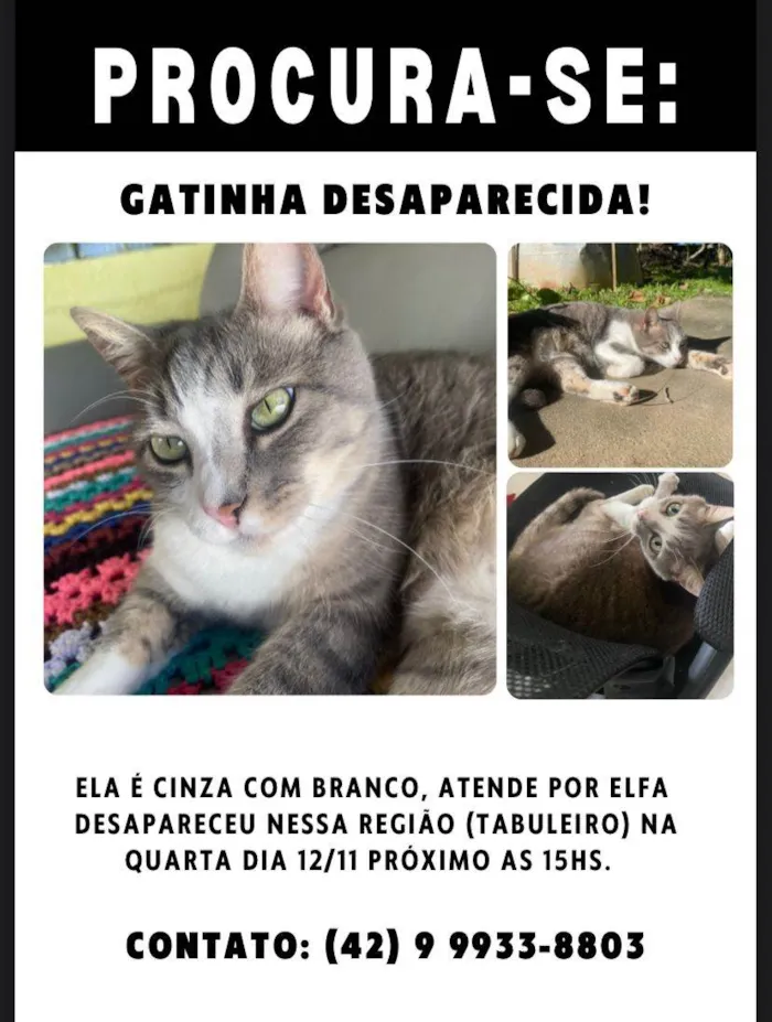 Gato raça SRD-ViraLata idade 3 anos nome Elfa