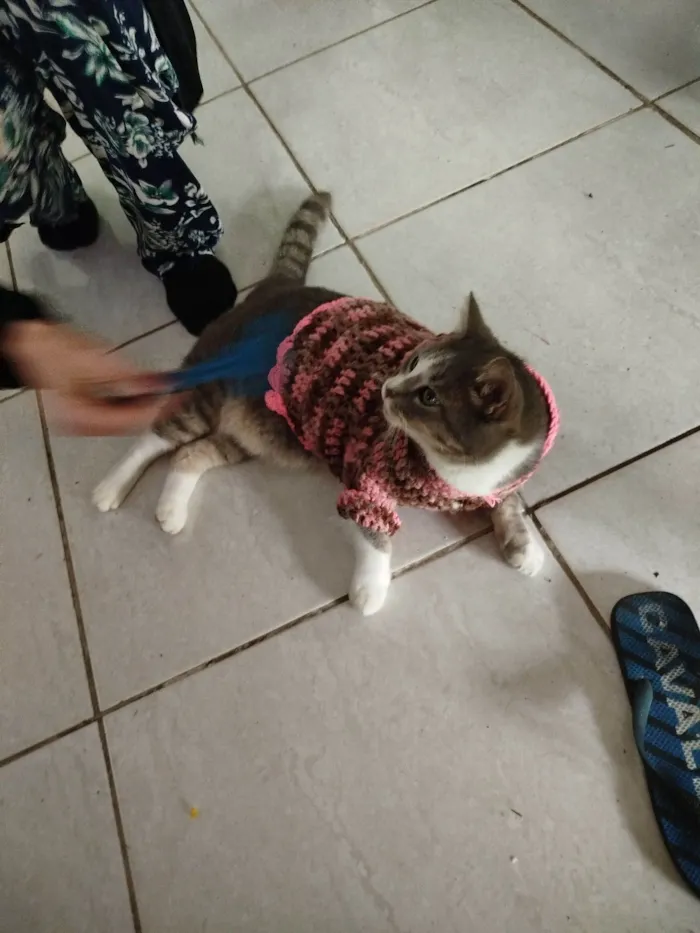 Gato raça SRD-ViraLata idade 3 anos nome Elfa