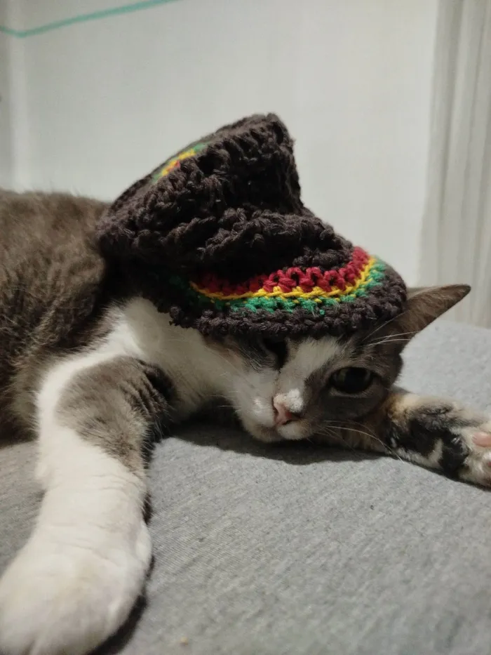 Gato raça SRD-ViraLata idade 3 anos nome Elfa