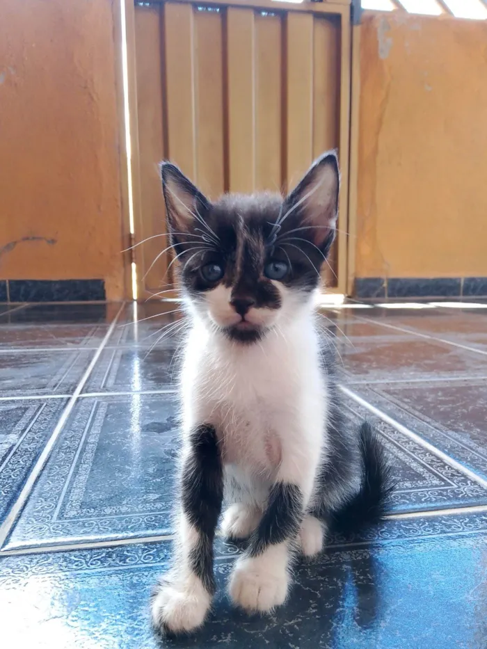 Gato raça SRD-ViraLata idade Abaixo de 2 meses nome João 