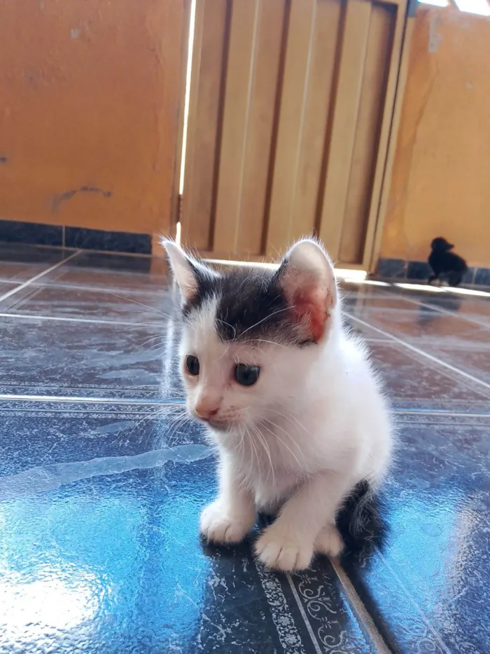 Gato raça SRD-ViraLata idade Abaixo de 2 meses nome João 