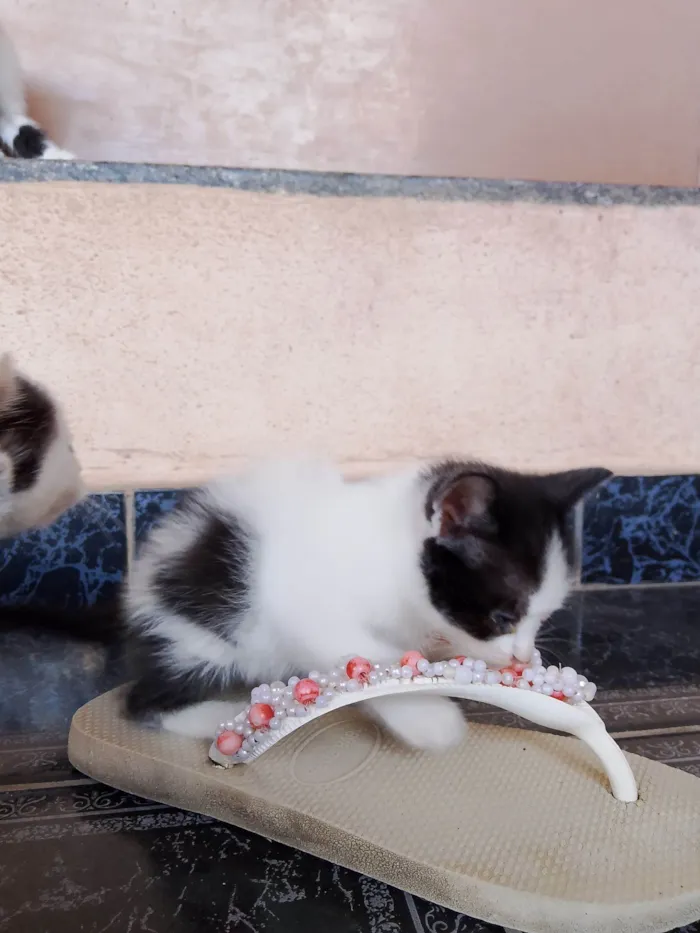 Gato raça SRD-ViraLata idade Abaixo de 2 meses nome João 