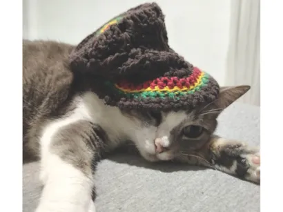 Gato raça SRD-ViraLata idade 3 anos nome Elfa