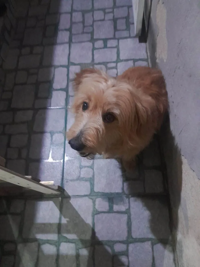 Cachorro raça SRD-ViraLata idade 6 ou mais anos nome Zack