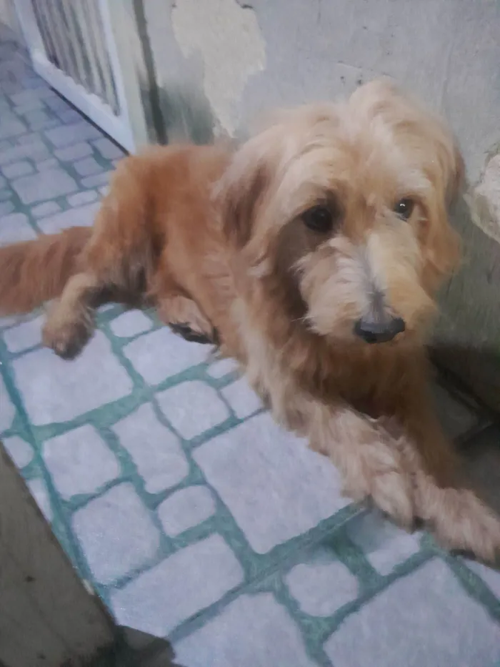 Cachorro raça SRD-ViraLata idade 6 ou mais anos nome Zack