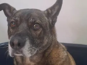 Cachorro raça SRD-ViraLata idade 5 anos nome Toquinho