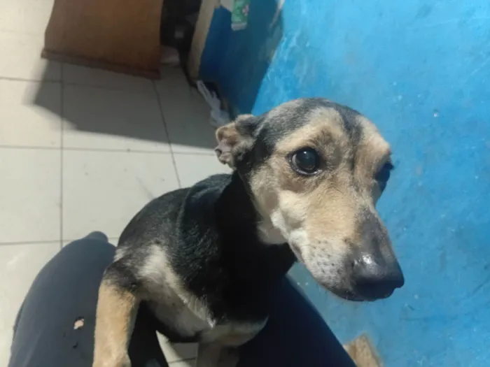 Cachorro raça SRD-ViraLata idade 2 anos nome Totó