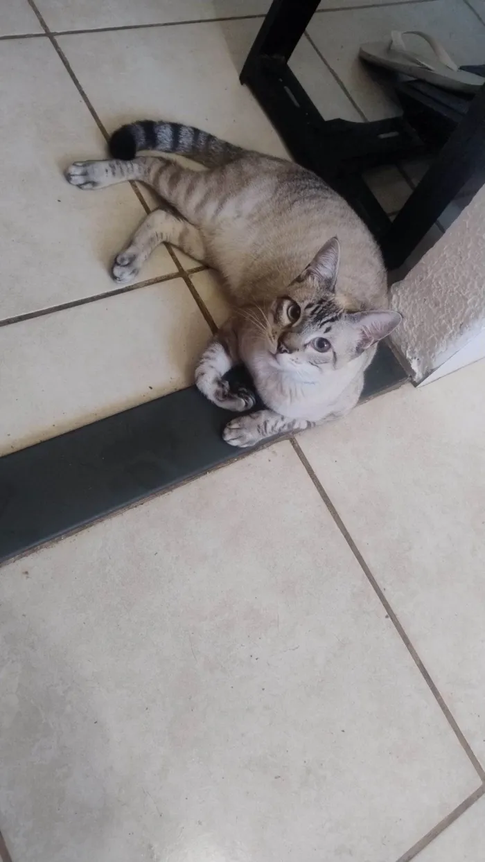Gato raça SRD-ViraLata idade 7 a 11 meses nome Léo 
