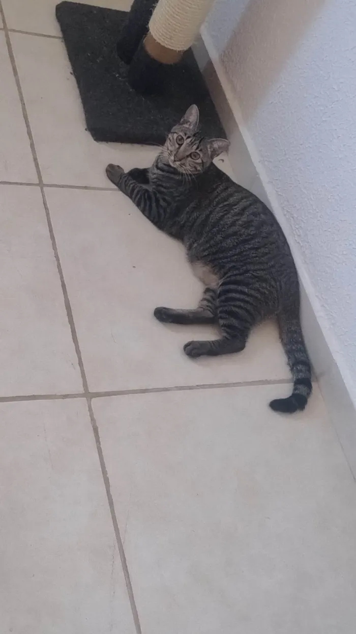 Gato raça SRD-ViraLata idade 7 a 11 meses nome Nina