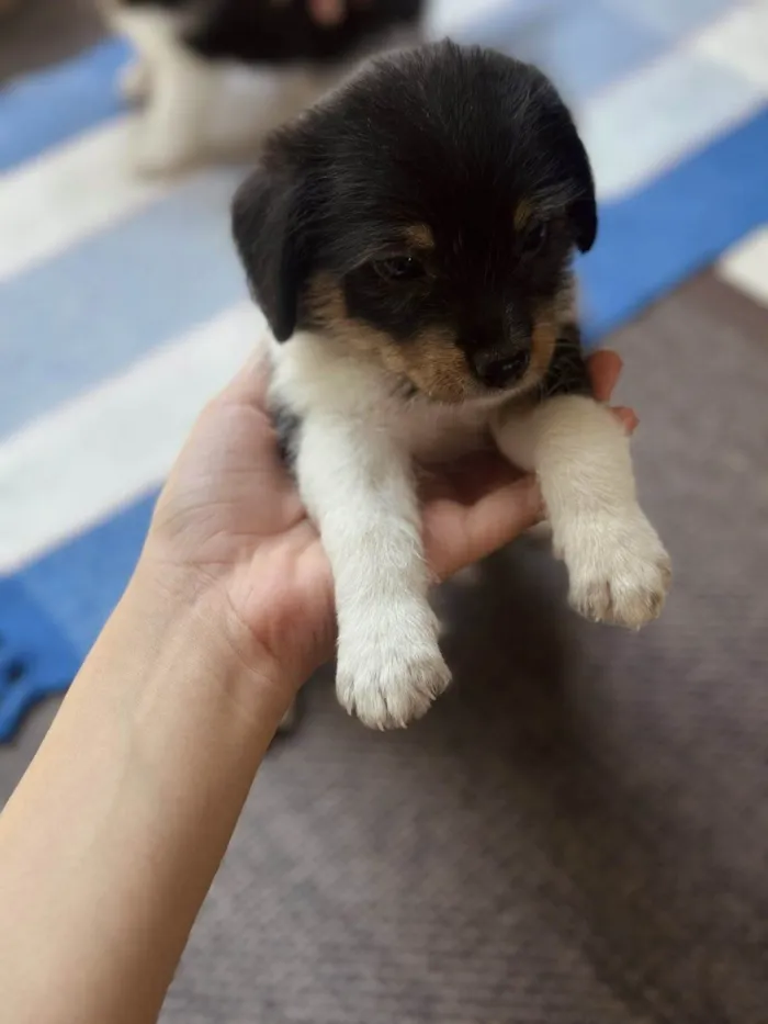 Cachorro raça SRD-ViraLata idade Abaixo de 2 meses nome Uva