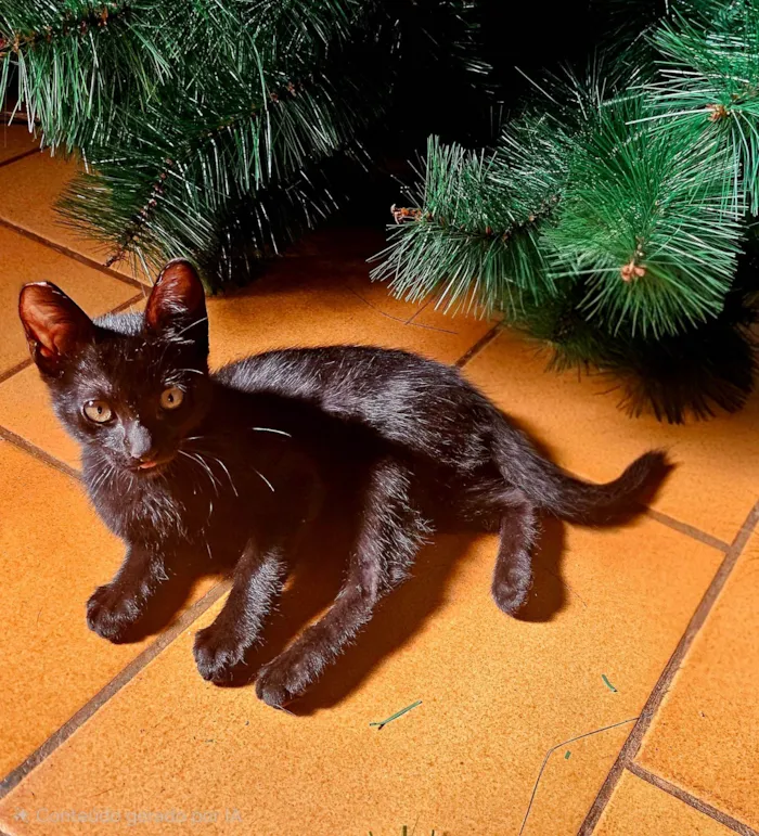 Gato raça SRD-ViraLata idade 2 a 6 meses nome Sem nome