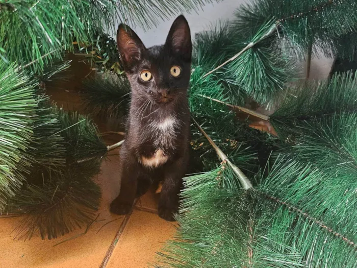 Gato raça SRD-ViraLata idade 2 a 6 meses nome Sem nome