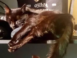 Gato raça SRD-ViraLata idade 4 anos nome Smoke