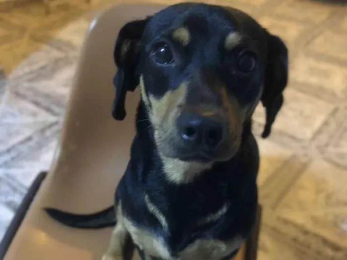 Cachorro raça SRD-ViraLata idade 1 ano nome Café 