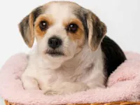 Cachorro raça Lhasa Apso idade 3 anos nome Dama