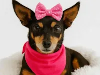 Cachorro raça Pinscher idade 4 anos nome Kika 