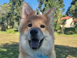 Cachorro raça SRD-ViraLata idade 1 ano nome LUCKY