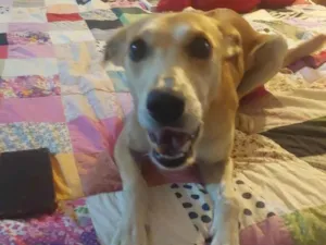 Cachorro raça SRD-ViraLata idade 2 anos nome Paçoca