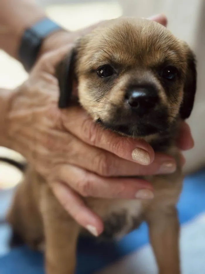 Cachorro raça SRD-ViraLata idade Abaixo de 2 meses nome Chocolate 