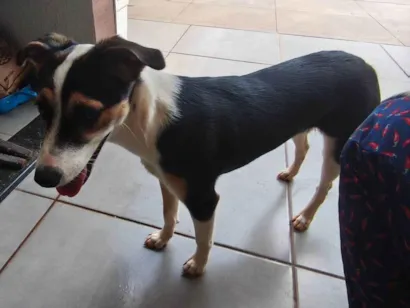 Cachorro raça SRD-ViraLata idade 2 a 6 meses nome Lina