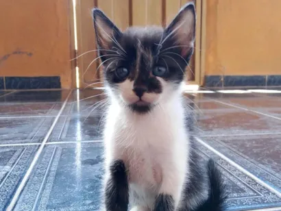 Gato raça SRD-ViraLata idade Abaixo de 2 meses nome João 