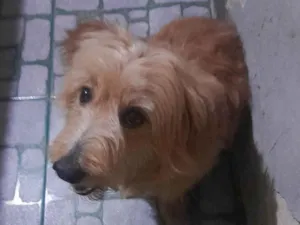 Cachorro raça SRD-ViraLata idade 6 ou mais anos nome Zack