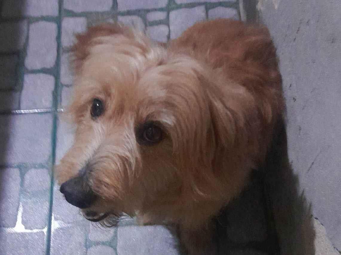 Cachorro raça SRD-ViraLata idade 6 ou mais anos nome Zack