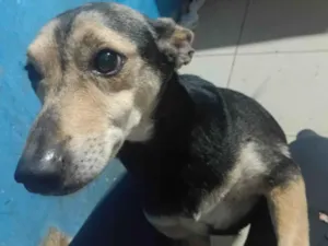 Cachorro raça SRD-ViraLata idade 2 anos nome Totó