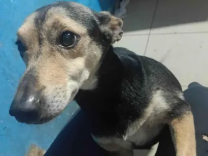 Cachorro raça SRD-ViraLata idade 2 anos nome Totó
