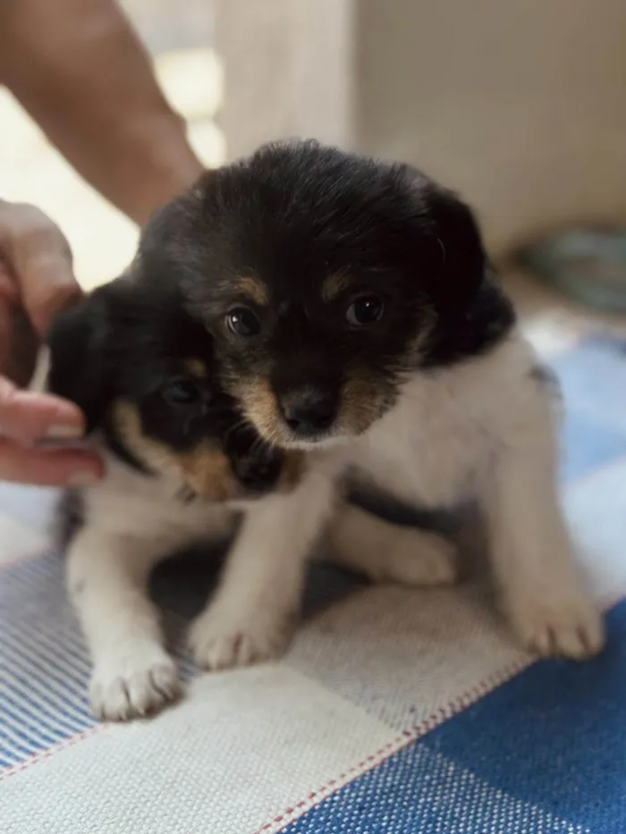 Cachorro raça SRD-ViraLata idade Abaixo de 2 meses nome Mel
