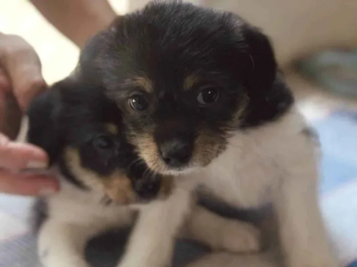 Cachorro raça SRD-ViraLata idade Abaixo de 2 meses nome Mel