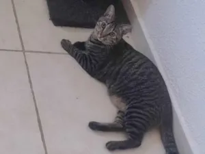 Gato raça SRD-ViraLata idade 7 a 11 meses nome Nina