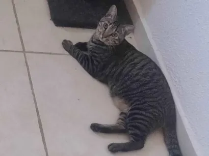 Gato raça SRD-ViraLata idade 7 a 11 meses nome Nina