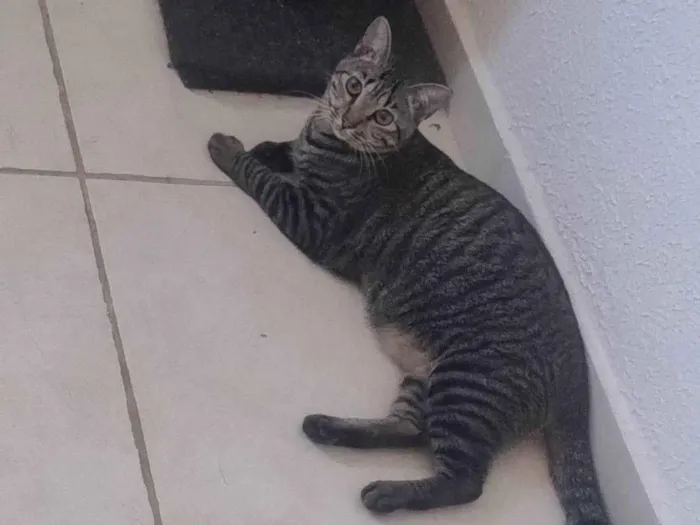 Gato raça SRD-ViraLata idade 7 a 11 meses nome Nina