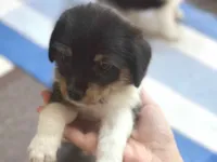 Cachorro raça SRD-ViraLata idade Abaixo de 2 meses nome Uva