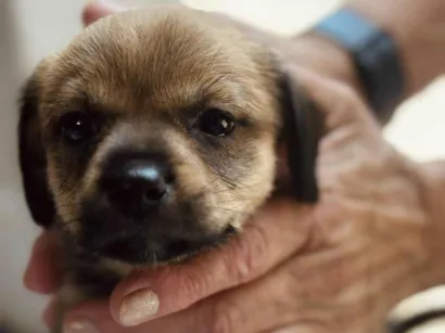 Cachorro raça SRD-ViraLata idade Abaixo de 2 meses nome Chocolate 
